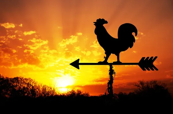 ¿Qué significa "caregallo"? El chilenismo que le puso nombre a nuestra marca